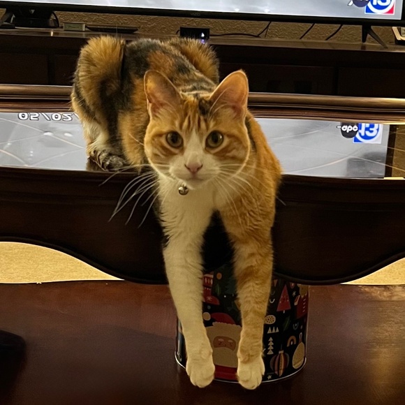 Meet your Posher, Dynamitelotus - Picture 10 of 14